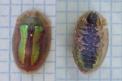 Réf. 225 928 : Cassida vittata
